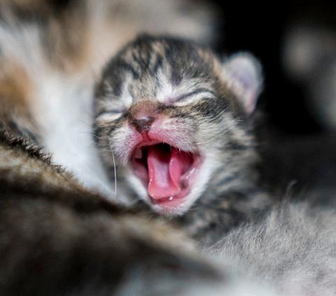 kittenacademyGary1