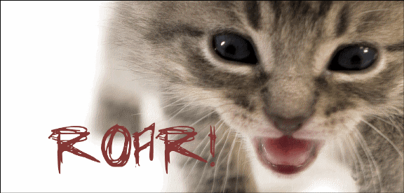kittenacademyhdr