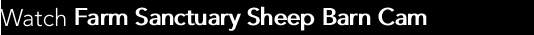 Watch Farm Sanctuary Sheep Barn