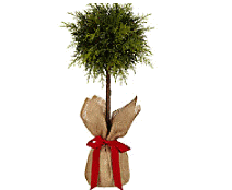 cocco2a2a1a2c1a1a1a1a1a1a1a1a1b1a2a1a1b1a1a1a1b