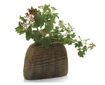 cocco2a2a1a2c1c1a1b1a1a1a1a1a1a1a1a2a1c1