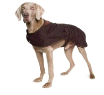 cocco2a2a1a2a1a1a1a1a1a1a1b1b1a1c1a1a1a1a1a1a1a1a1a1b1a1a1a1b1a1a2a