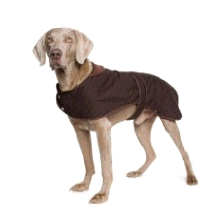 cocco2a2a1a2a1a1a1a1a1a1a1b1b1a1b