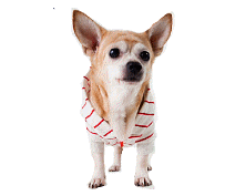 cocco2a2a1a2a1a1a1a1a1a1a1b1b1a1d1a