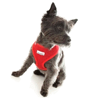 cocco2a2a1a2a1a1a1a1a1a1a1b1b1a1b1a1a1a1a1