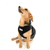 cocco2a2a1a2a1a1a1a1a1a1a1b1b1a1b1a1a1a1