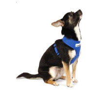 cocco2a2a1a2a1a1a1a1a1a1a1b1b1a1b1a1a1a1a