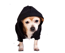 cocco2a2a1a2a1a1a1a1a1a1a1b1b1a1d