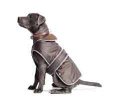 cocco2a2a1a2a1a1a1a1a1a1a1b1b1a1b1a