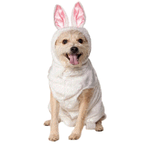 cocco2a2a1a2c1a1a1a1a1a2a1a1a1a1a1a1a1a2c1a1a1a2b