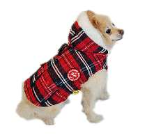 cocco2a2a1a2c1a1a1a1a1a2a1a1a1a1a1a1a1a2c1a1a1a2c1